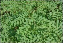 One of the species of indigo plants