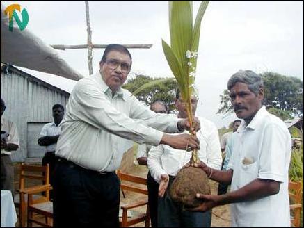 Trinco Coconut seedling distribution