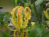 Tamil Eelam National Flower