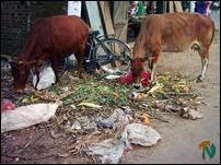 Vavuniya stinks