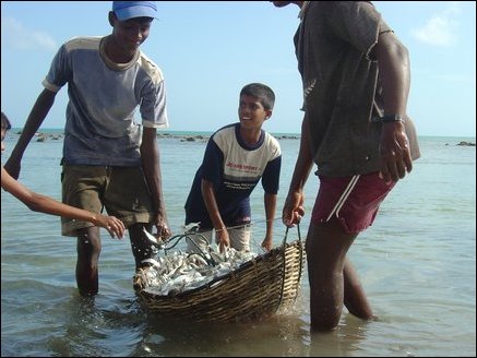 Children assist adults in sorting the fish in baskets. They then dip the basket and wash the fish in the sea.