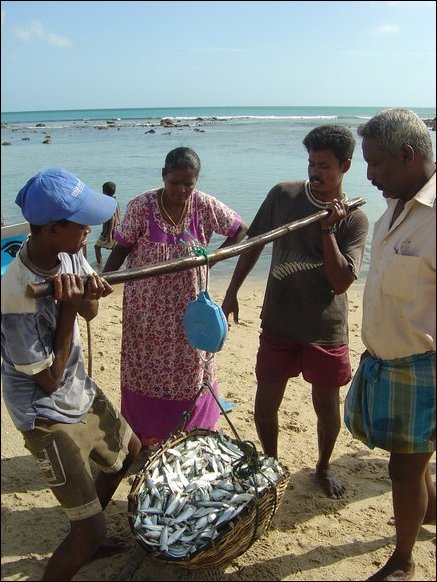 The days catch is then weighed in the shore. A sprat variety called 'Soodai' is the main catch in this area.