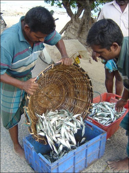 Vendors from Gurunagar purchase the fish for sale in Jaffna town.