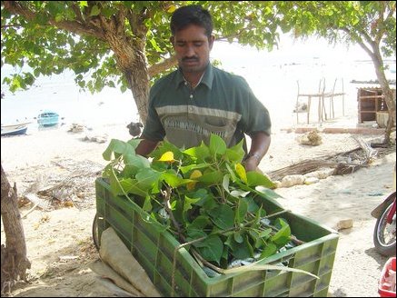 Mr. M. Donald, a vendor wrapping fish basket in Poovarasam leaves (a tree common in Jaffna Peninsula) for the motorcycle ride to Jaffna town. He purchases about 50kg of fish daily from this area. The Poovarasam leaf when rolled serves as a wind-intrument which the vendors blow to attract buyers.
