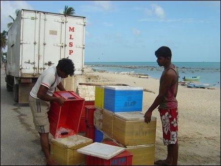About 500 vehicles with deep freezer facilities are genrally seen parked in Vadamaradchi coastal area. These vehicles belong to wholesale Colombo businesses. They take large share of daily catch to Colombo. 