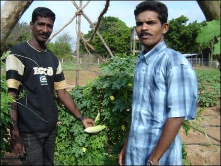 Shankar (28) from Santhapuram in Kilinochchi who tends to the plants at the pilot field and Mathan, Agricultural specialist, who supervises the pilot study.