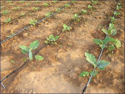 Rows of young egg-plant plants.