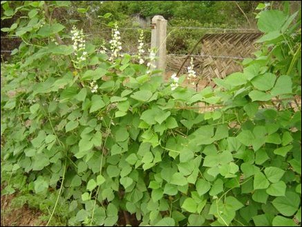 Long bean portion of the plot in the pilot study.