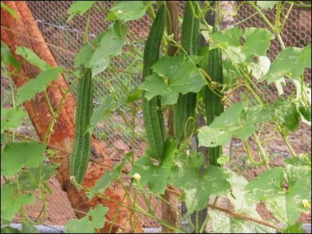 Soft local gourd using wire net fence as support and fed by drip irrigation scheme.