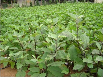 Mature egg-plants ready to bear fruits. Drip irrigation is used for majority of vegetables.