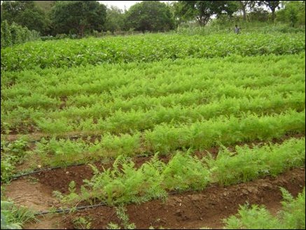 Carrot plot in the experimental field irrigated by a drip method. Carrots are rich in carotene (the source of vitamin A) and high in fiber and sugar content.