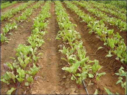 Rows of Beet-root in the pilot study fed by drip irrigation. Beet tops are a source of vitamin A and the roots are a good source of vitamin C. 