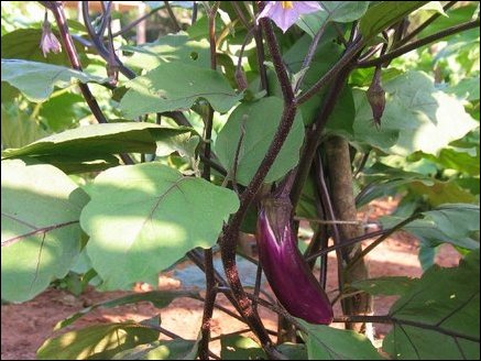 Egg-plant, popular vegetable in NorthEast homes, is plentiful in the region's fields. Eggplant is a cold-sensitive vegetable that requires a long warm season for best yields