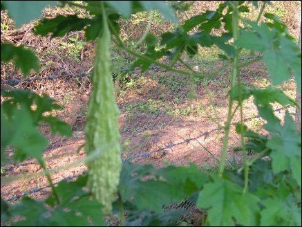 Bitter gourd plant in the pilot scheme fed by drip irrigation system. The bitter gourd is used as a folk medicine for diabetes as it contains a hypoglycaemic or insulin-like principle, designated as 'plant-insulin.' 