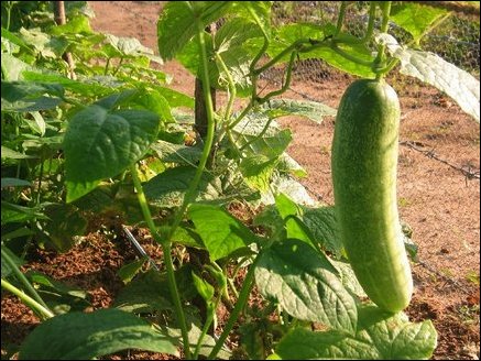 Drip irrigation scheme feeds water to many categories of vegetable plants including cucumber. Drip irrigation results in water savings, improves water penetration, and provides increased yields. 