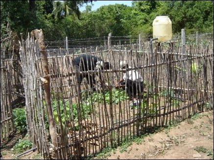Plot with fence to protect the plants such as tomato plants from monkeys. The fenced plot contains experimentation in micro irrigation system for use in home gardens.