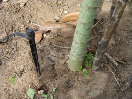 Mini bubbler scheme where water is emitted in the form of little bubbles at a rate of 10-40 ltrs/hr is mainly used to irrigate fruit crops and palms,