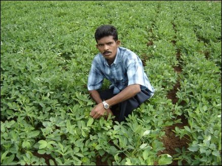 Peanut crop irrrigated by jet spray every evening. Jet system is generally useful for crops with high planting density.