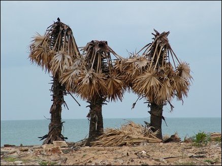 Palmyrah trees damaged by the surgning waters of tsunami dot Mullaitivu cost. Trees especially mangrove forests have helped reduce tsunami damage to interior areas.
