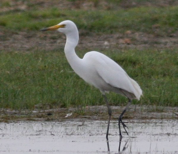 Kokku Bird In English Name