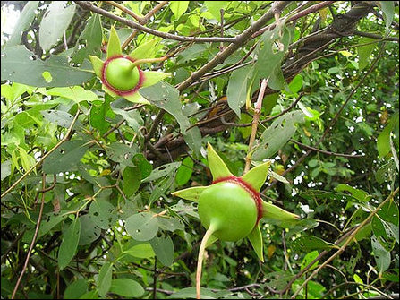 Ki'n'niai tree