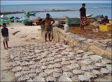 Jaffna peninsula fishermen exploited