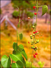 Tinospora cordifolia