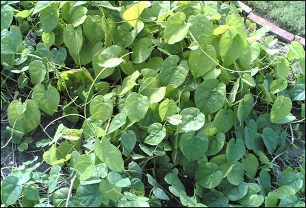 Tinospora cordifolia