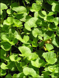 Hydrocotyle asiatica