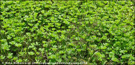 Marsilea quadrifolia