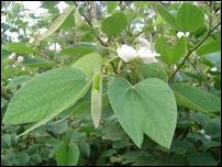 Bauhinia racemosa