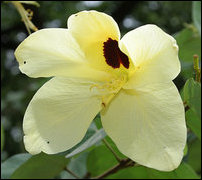 Bauhinia tomentosa