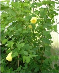 Bauhinia tomentosa