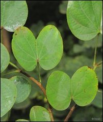 Bauhinia racemosa