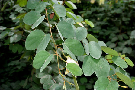 Bauhinia tomentosa