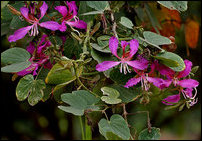 Bauhinia tomentosa