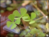 Marsilea quadrifolia