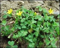 Oxalis corniculata