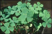 Marsilea minuta