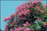 Lagerstroemia flos-reginae