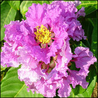 Lagerstroemia flos-reginae