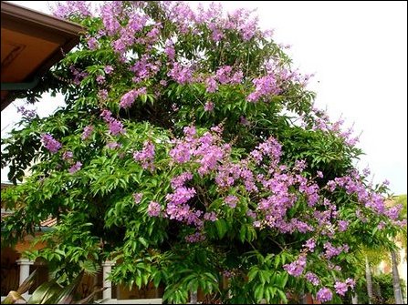 Lagerstroemia flos-reginae