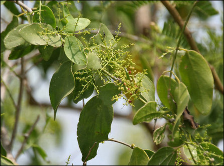 Salvadora persica