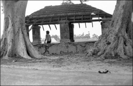 The stem of two Maruthu trees at a road-side Madam in Navaali, Jaffna