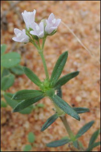 Chaaya-vear, Impoo'ral, Oldenlandia umbellata, Hedyotis  umbelatta