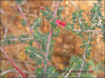 Chivanaar Veampu, Indigofera aspalathoides