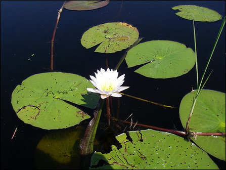 Nymphaea lotus