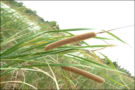 Typha augustifolia