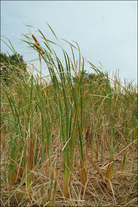 Typha augustifolia