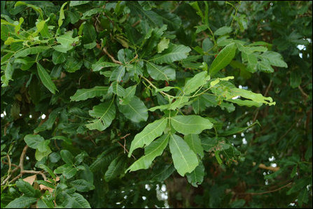 Koozha: foliage